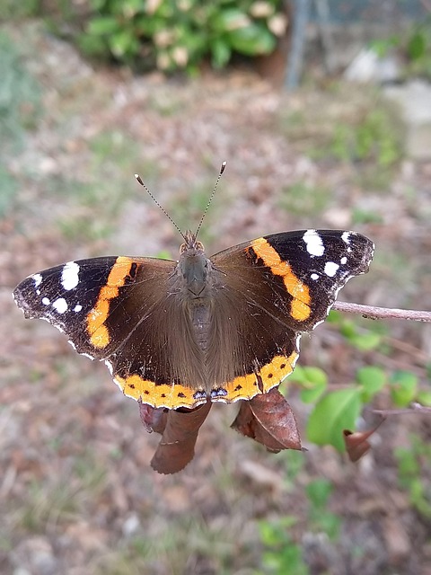 Free Insect Butterfly photo and picture