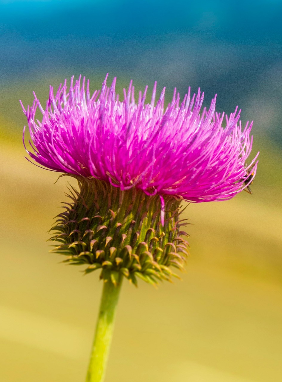 chardon-fleur-plantes-photo-gratuite-sur-pixabay-pixabay