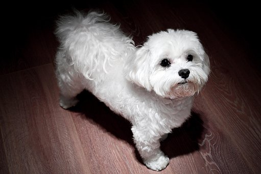 Maltesisk, Hund, Kæledyr, Hunde, Dyr