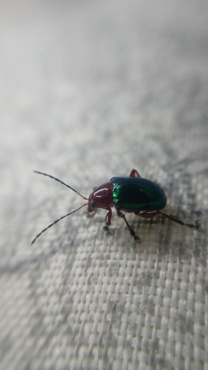 Insect Nature Macro - Free photo on Pixabay - Pixabay