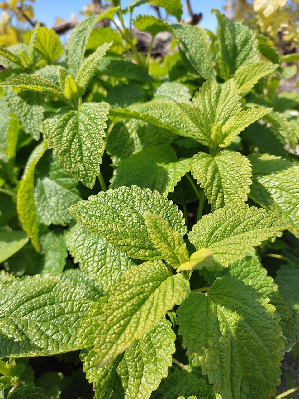 Sitemapcdatahttpwwwmixel Thicoipeinfoplante Citronnelle Jardilandnull