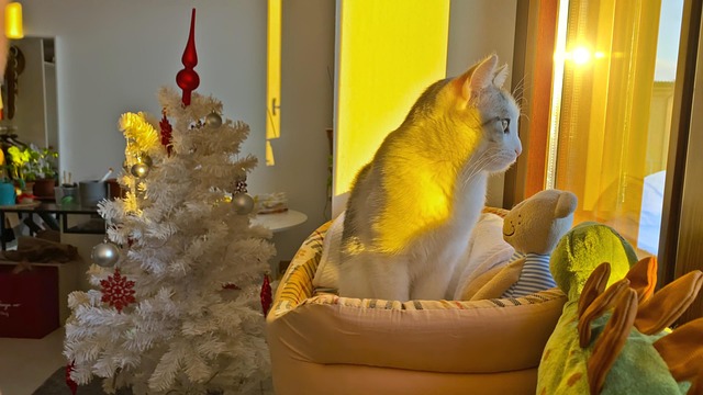 Katze, Tier, Haustier, Aufpassen