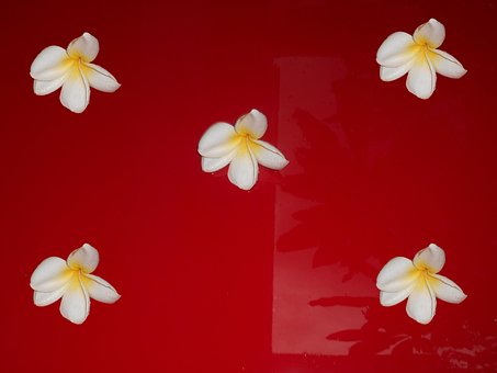 Free Flower Red photo and picture
