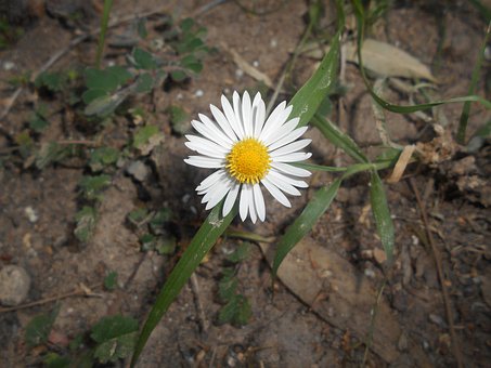 Free Flower Flor photo and picture