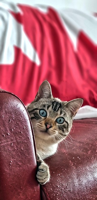 Free Cat Pet photo and picture