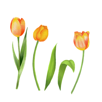 黄色の花 花に関する300以上の無料イラスト Pixabay