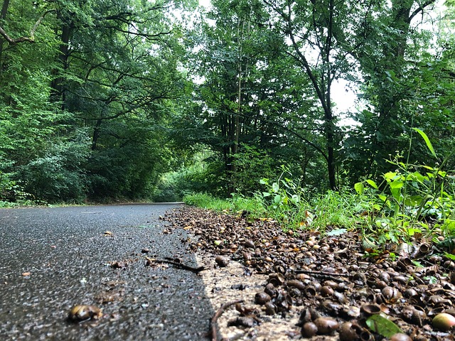 Free The Road Forest photo and picture