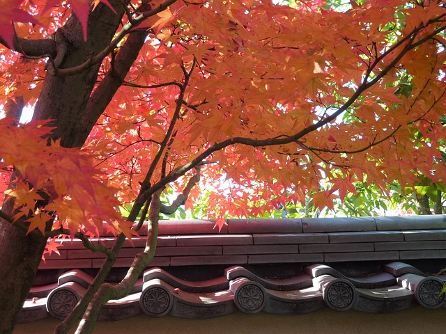 Free Autumn Autumnal Leaves photo and picture