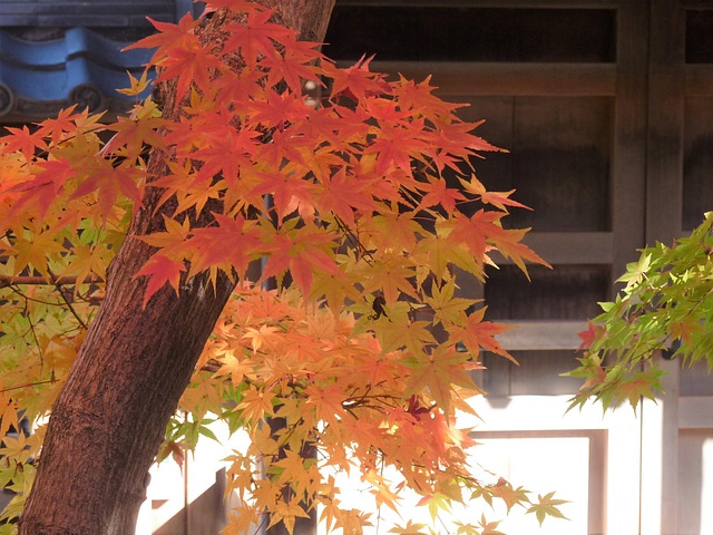 Free Autumn Autumnal Leaves photo and picture