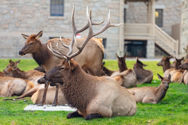 One Elk 30,000+ Free Elk Wildlife & Elk Images - Pixabay