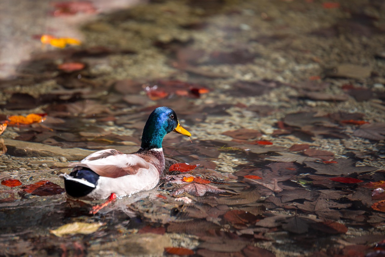 Pato Real Pájaro - Foto gratis en Pixabay - Pixabay