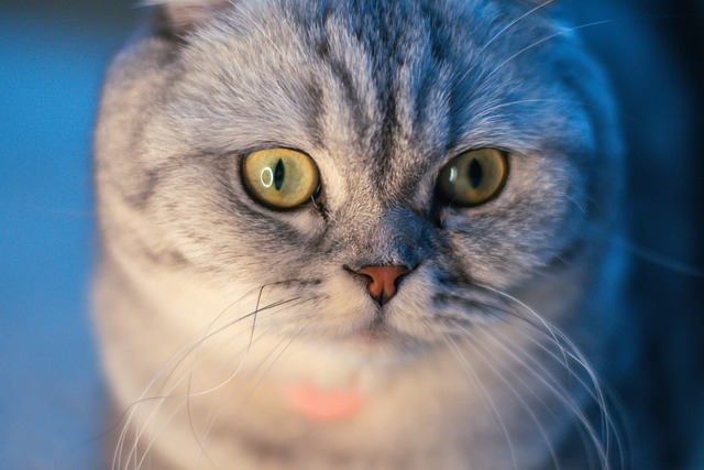 Free Scottish Fold Cat photo and picture