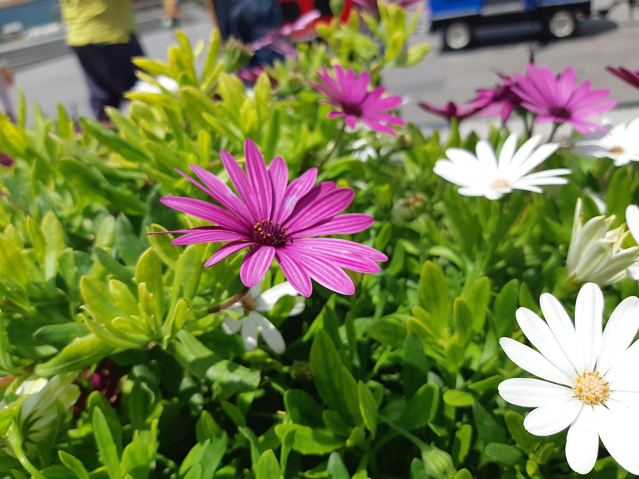 Gänseblümchen Rosa Blume - Kostenloses Foto Auf