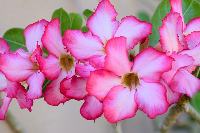 Adenium Obesum, Blomster, Have