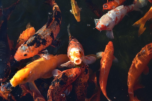 Fisk, Vand, Dam, Koi, Japansk, Natur