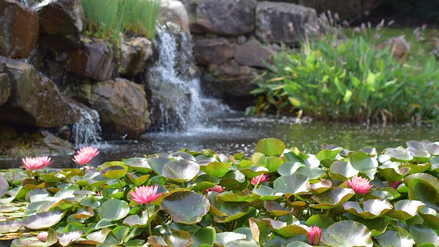 Vand, Lilje, Blomster, Blomstre, Dam