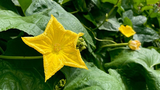 Blomst, Natur, Gul, Grøn, Have, Plante