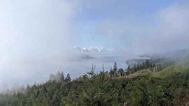 Skov, Flod, Tåge, Columbia