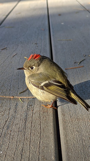 Rubin Kronet Kinglet, Fugl, Skomagerens