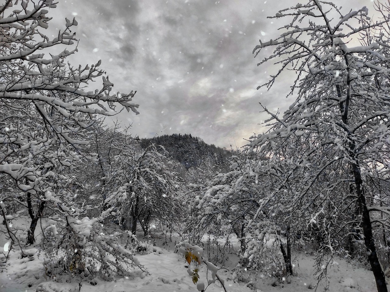 冬天 雪 Landskape - Pixabay上的免费照片 - Pixabay