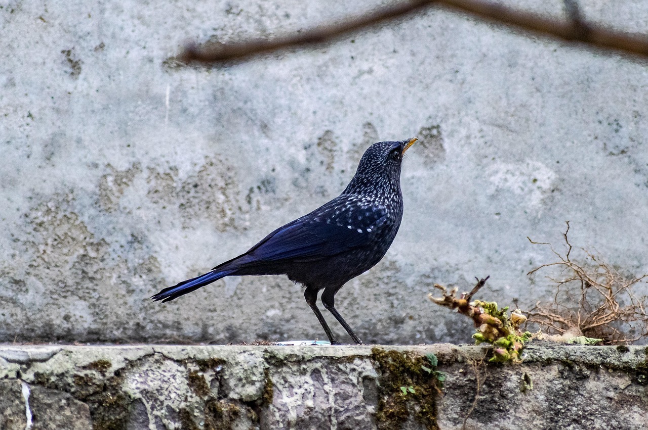 Rigo Rajzok Rigó Madár Ülés - Ingyenes fotó a Pixabay-en
