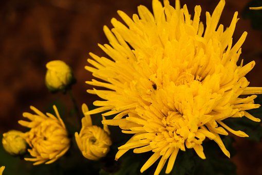 Bloemen, Knoppen, Bloemblaadjes, Flora