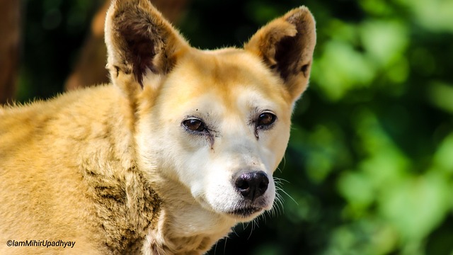 Free Dog Pet photo and picture