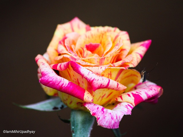 Free Flower Nature photo and picture