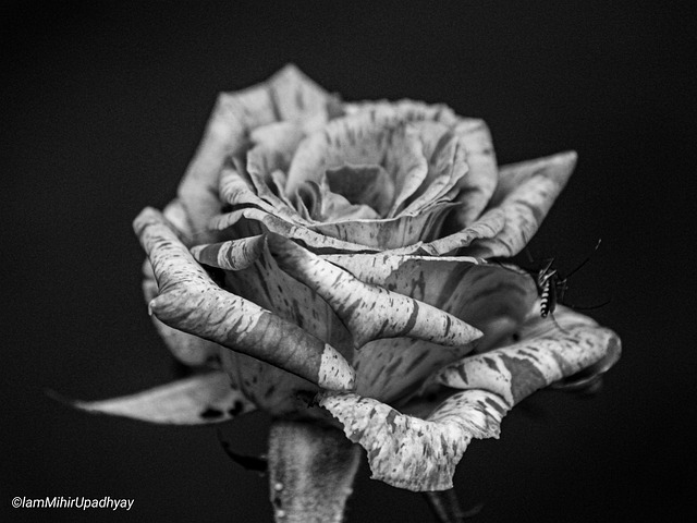 Free Rose Flower photo and picture
