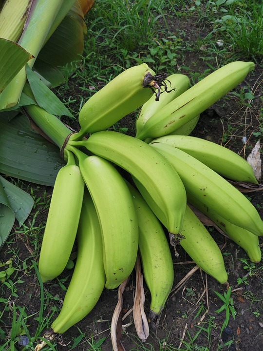 Plátanos Verdes Racimo De Bananas - Foto gratis en Pixabay