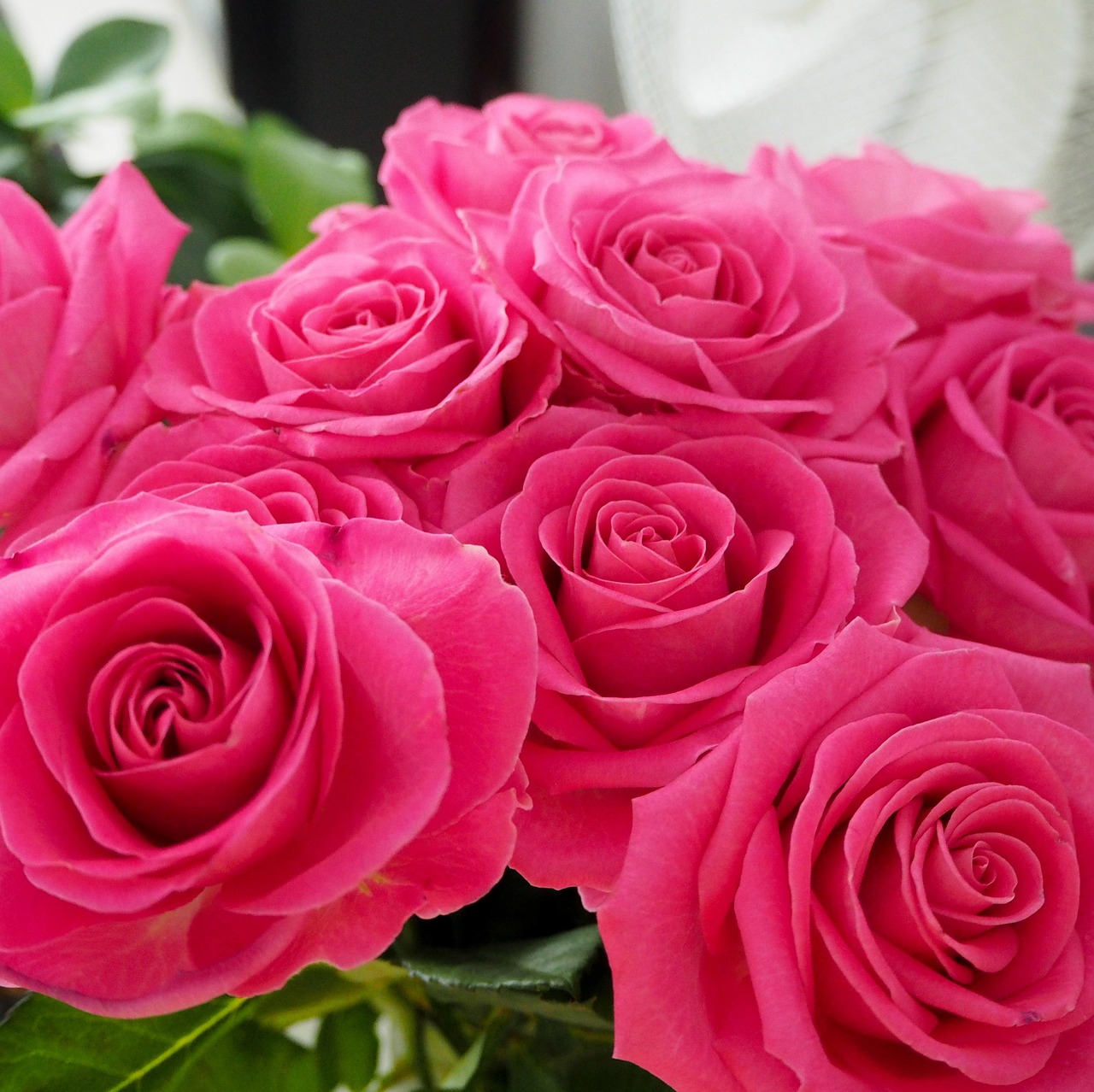Des Roses Fleurs Fleur Photo Gratuite Sur Pixabay