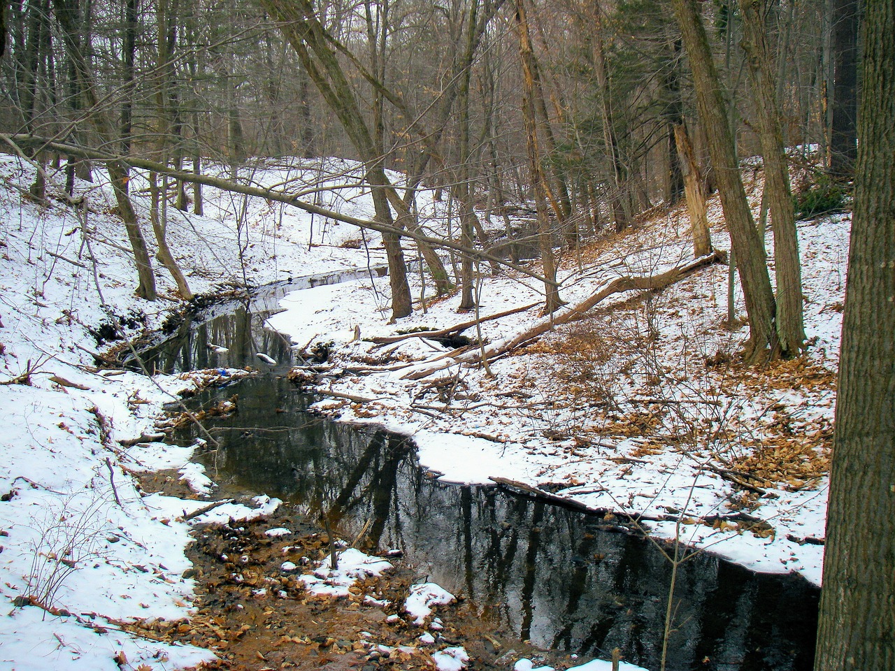 Brook Stream Woods Free photo on Pixabay Pixabay