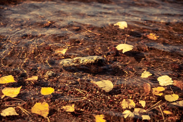 Free Pond Laptop Wallpaper photo and picture