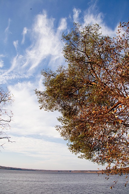 Free Tree Sky photo and picture