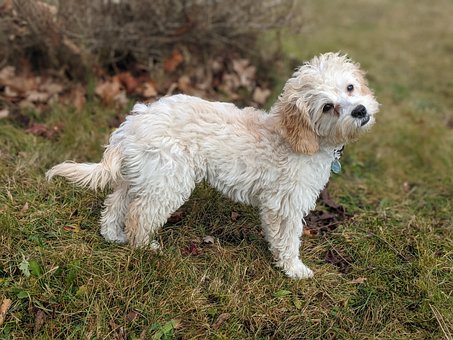 Free Dog Pet photo and picture
