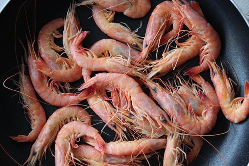 Free Shrimp Seafood photo and picture