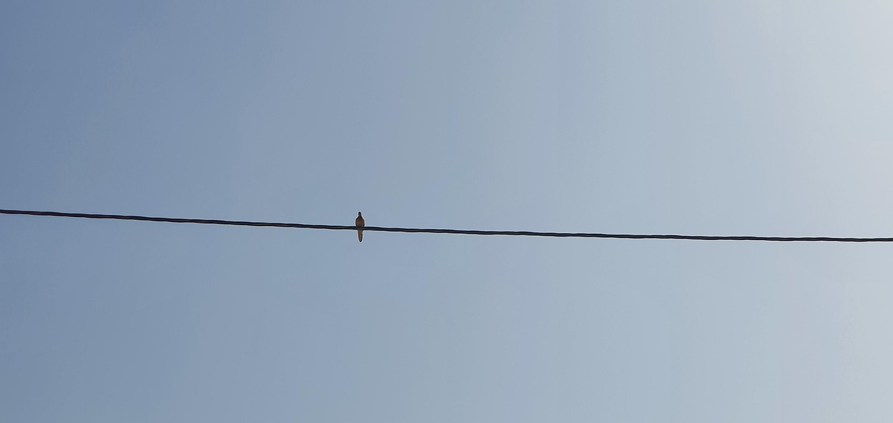 Oiseau Ciel - Photo gratuite sur Pixabay - Pixabay