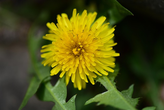 Löwenzahn, Schöne Blumen, Blume, Pflanze