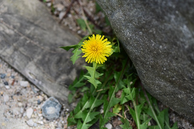 Löwenzahn, Blumentapete, Blume