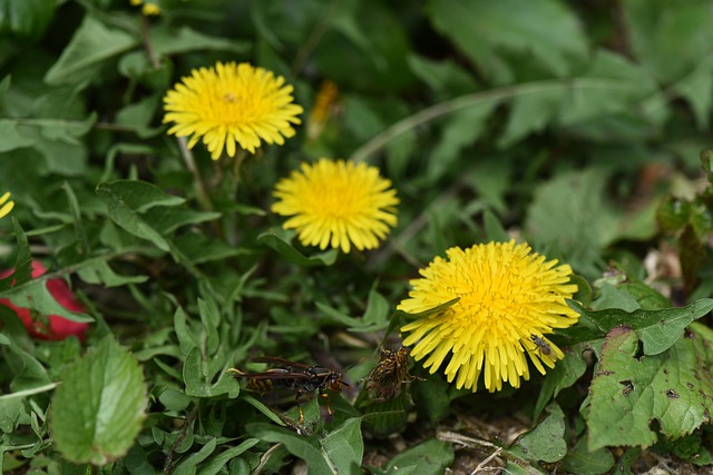 Löwenzahn, Blumen, Pflanzen