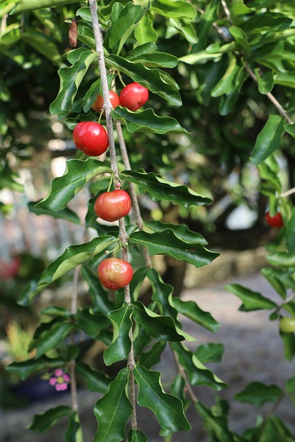 Kirschen, Früchte, Zweig, Rote Früchte