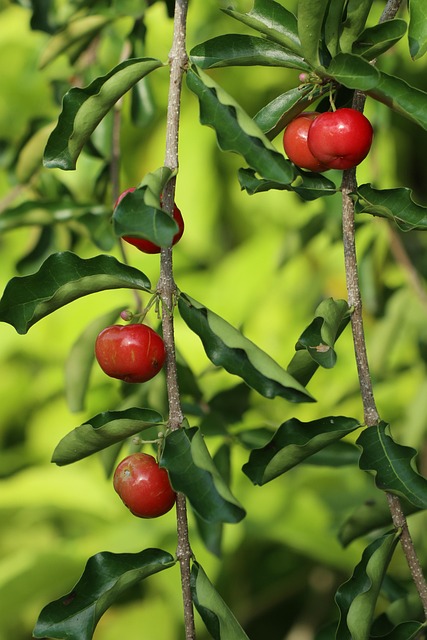 Kirschen, Früchte, Zweig, Rote Früchte