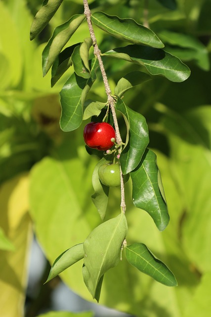 Kirsche Obst, Blätter, Lebensmittel