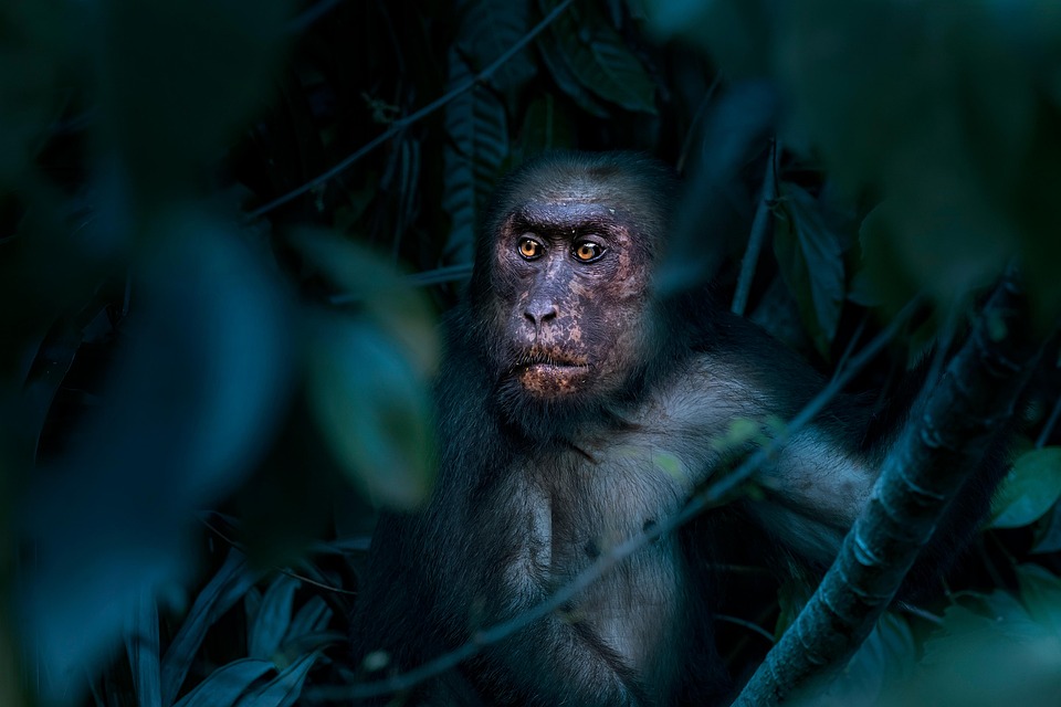 Monkey Animal Stump-Tailed Macaque - Free photo on Pixabay