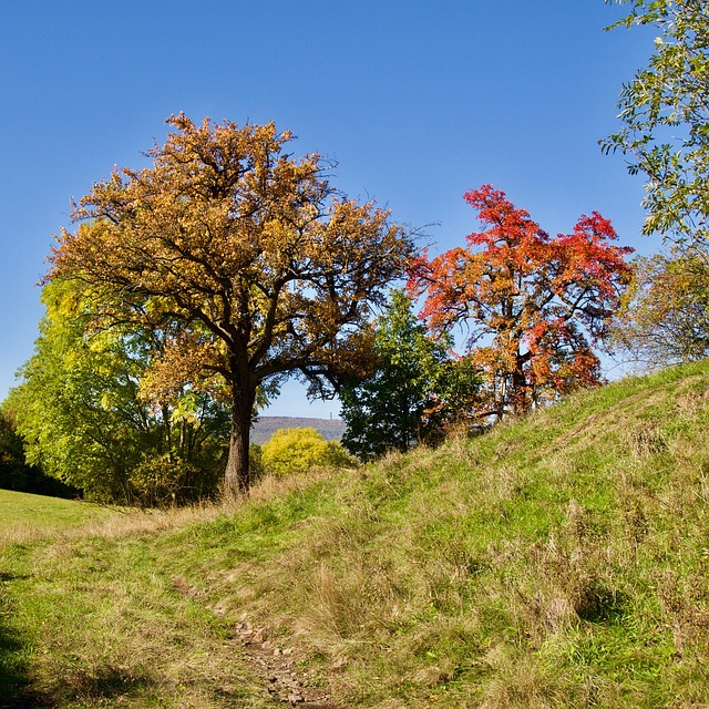 Free Autumn Trees photo and picture