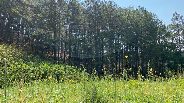 Free Garden Pine photo and picture