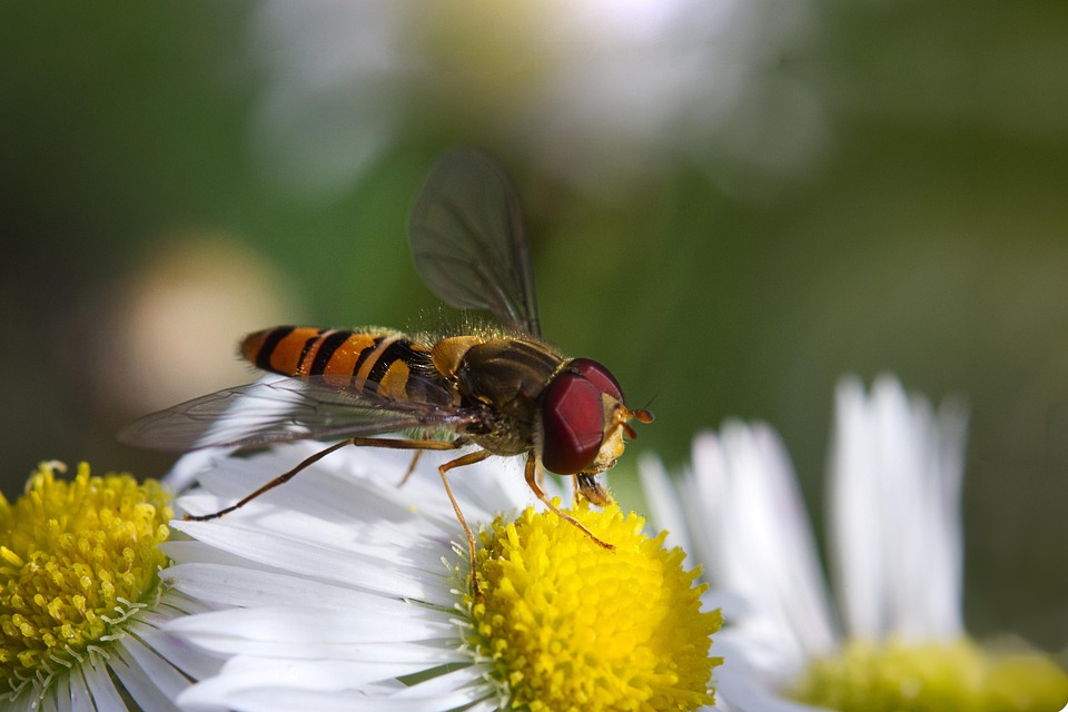 Hoverfly Insect Flowers - Free photo on Pixabay - Pixabay