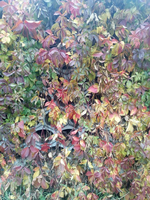 Nature, Herbst, Ukraine