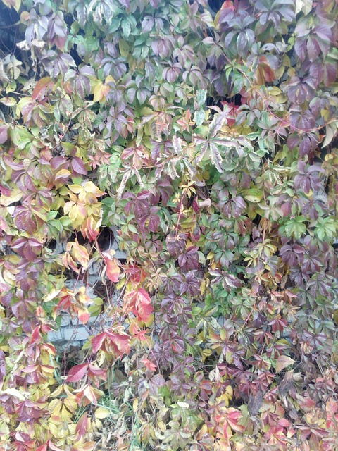 Nature, Herbst, Ukraine
