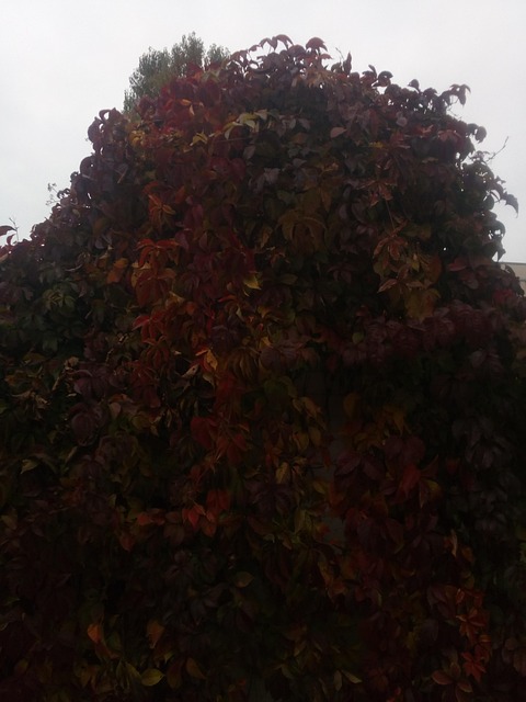 Nature, Herbst, Ukraine